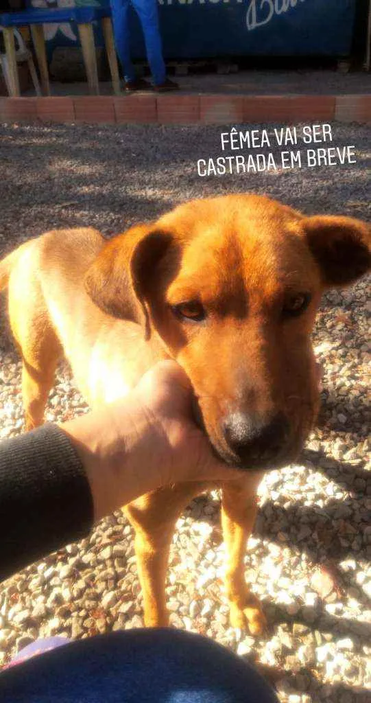 Cachorro raça Não sei idade 3 anos nome Magrelaa