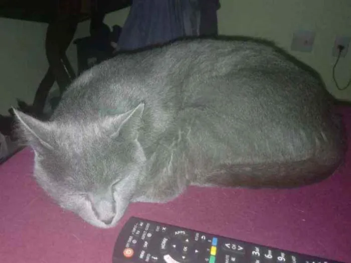 Gato ra a SRD idade 2 anos nome Valente