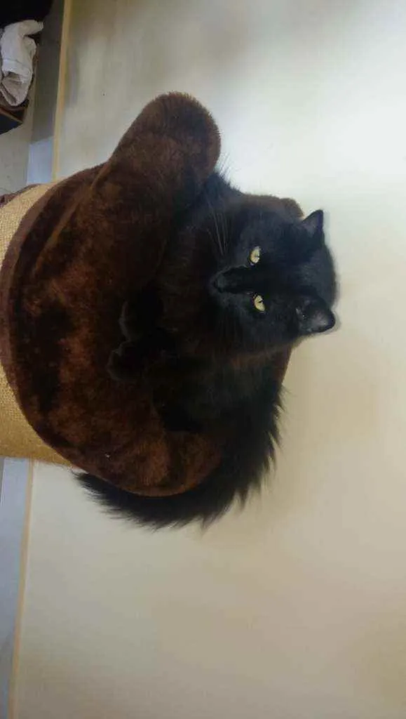 Gato ra a SRD idade 2 anos nome Rasputin