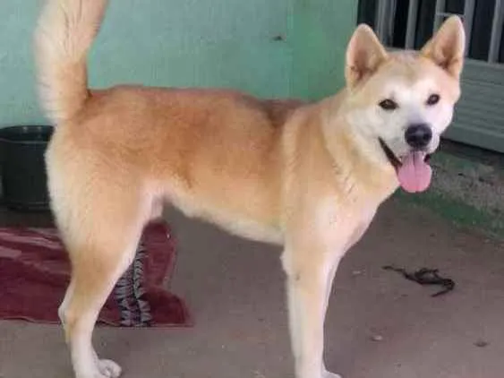 Cachorro ra a Akita idade 1 ano nome Deimons