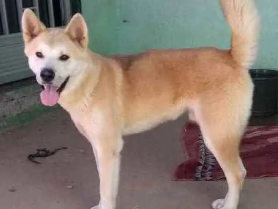 Cachorro ra a Akita idade 1 ano nome Deimons