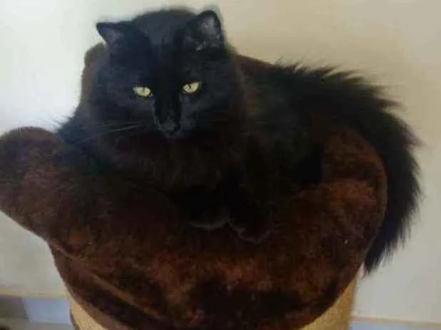 Gato ra a SRD idade 2 anos nome Rasputin