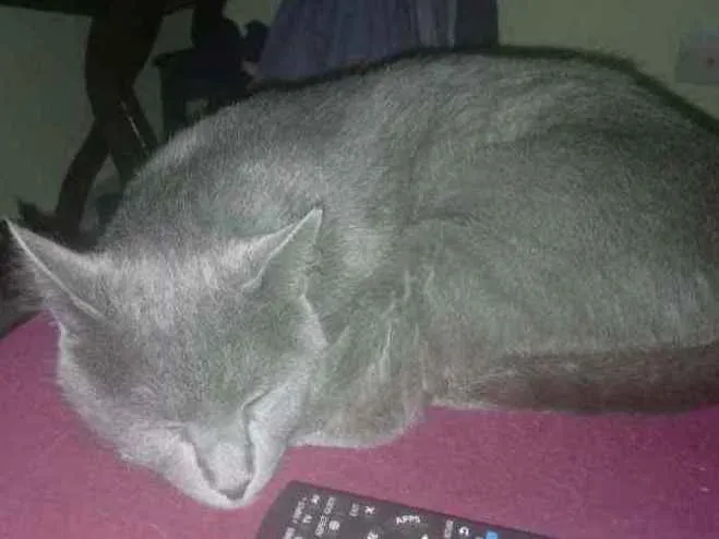 Gato ra a SRD idade 2 anos nome Valente