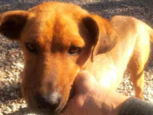 Cachorro raça Não sei idade 3 anos nome Magrelaa