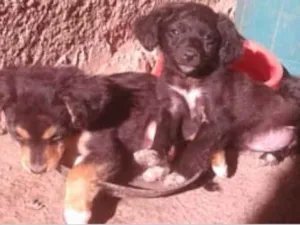 Cachorro raça sem raça idade 2 a 6 meses nome Não tem nome 
