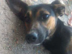 Cachorro raça Não sei idade 2 anos nome Pretinho