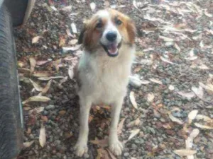 Cachorro raça Não sei idade 3 anos nome Amora 