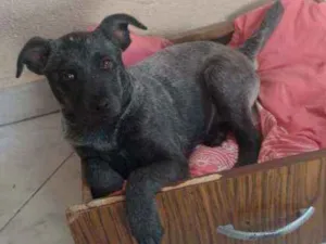 Cachorro raça Vira lata idade 2 a 6 meses nome Pietra