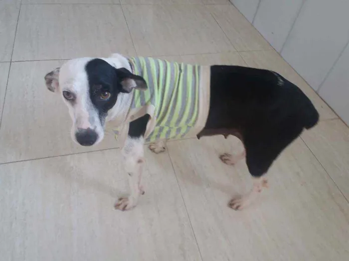 Cachorro raça Srd idade 2 anos nome Lala