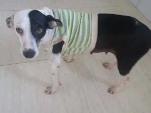 Cachorro raça Srd idade 2 anos nome Lala