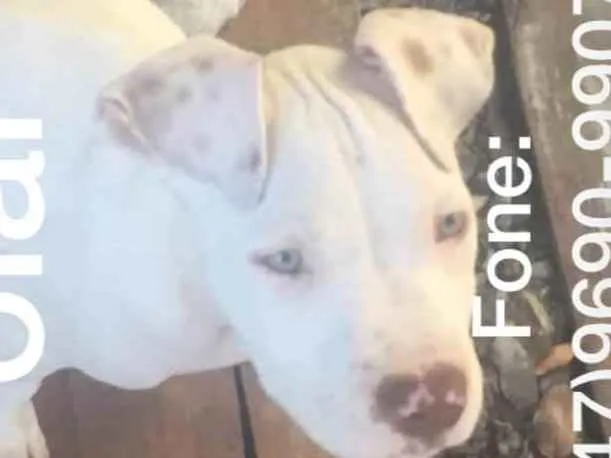 Cachorro ra a Pitbul idade 2 a 6 meses nome Polar