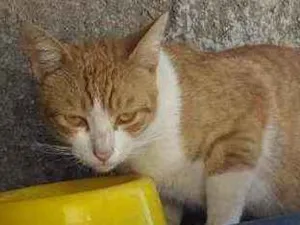 Gato raça felino srd idade 1 ano nome Napoleão