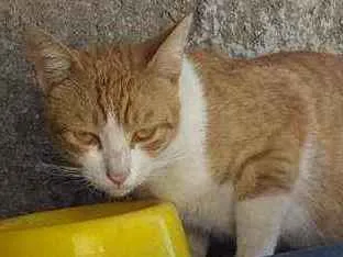 Gato ra a felino srd idade 1 ano nome Napoleão