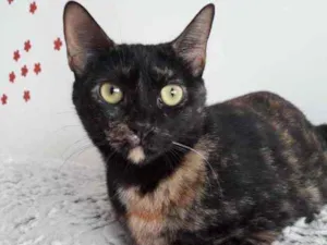 Gato raça Srd  idade 7 a 11 meses nome Linda gatinha 