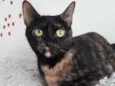 Linda gatinha