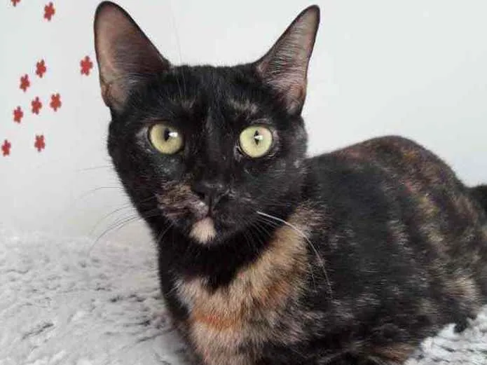 Gato ra a Srd  idade 7 a 11 meses nome Linda gatinha