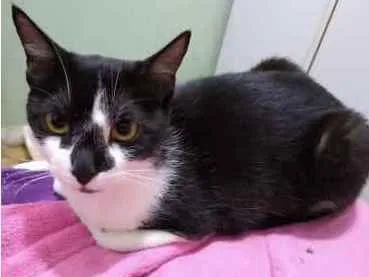 Gato ra a Srd idade 1 ano nome Linguiça linda gatin