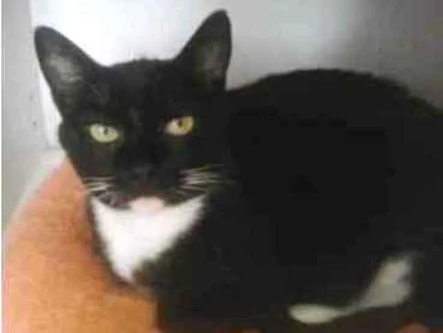 Gato ra a Srd idade 2 anos nome GIGI belíssima