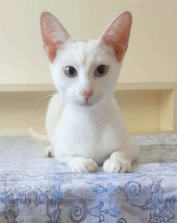 Gato ra a Srd idade 7 a 11 meses nome Johnn Lenoon e Gucci