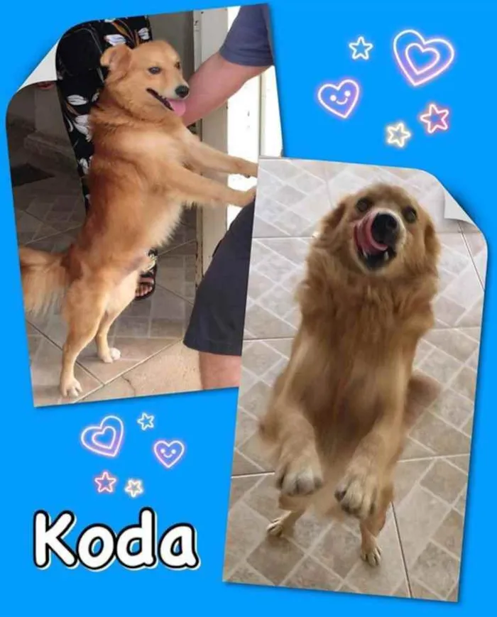 Cachorro ra a SRD idade 1 ano nome Koda 