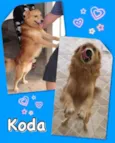 Koda