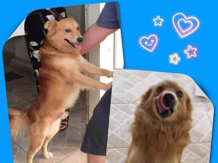 Cachorro ra a SRD idade 1 ano nome Koda 
