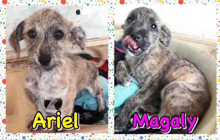 Cachorro ra a SRD idade 2 a 6 meses nome Ariel e Magaly