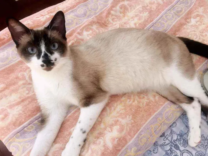 Gato ra a Sialata idade 1 ano nome Said