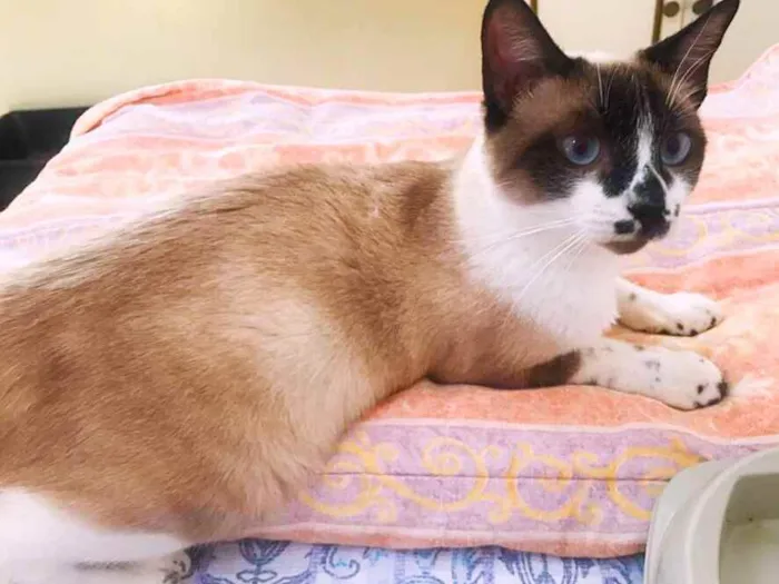 Gato ra a Sialata idade 1 ano nome Said
