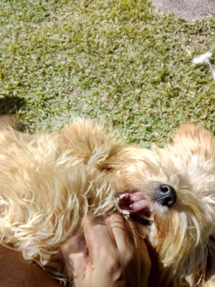 Cachorro raça Lhasa apso idade 2 anos nome Bisnaga