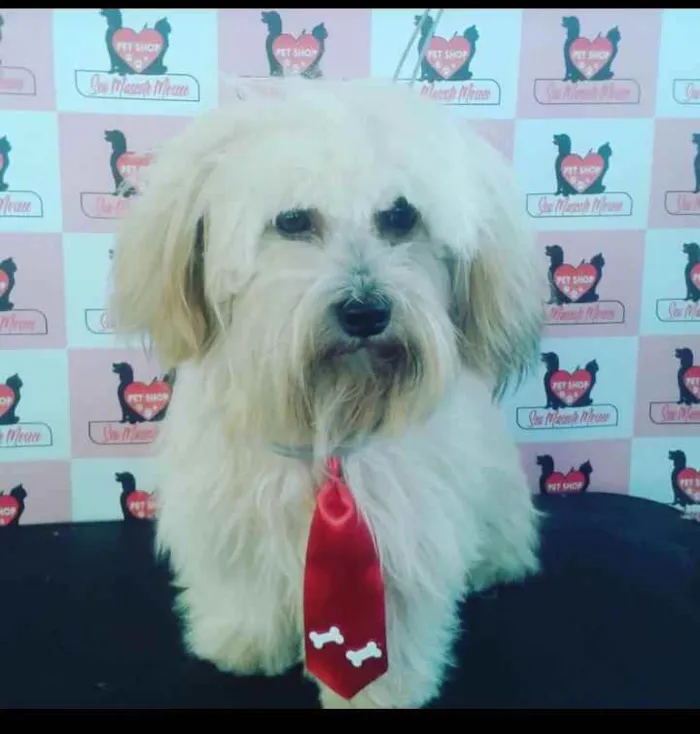 Cachorro raça Lhasa apso idade 2 anos nome Bisnaga