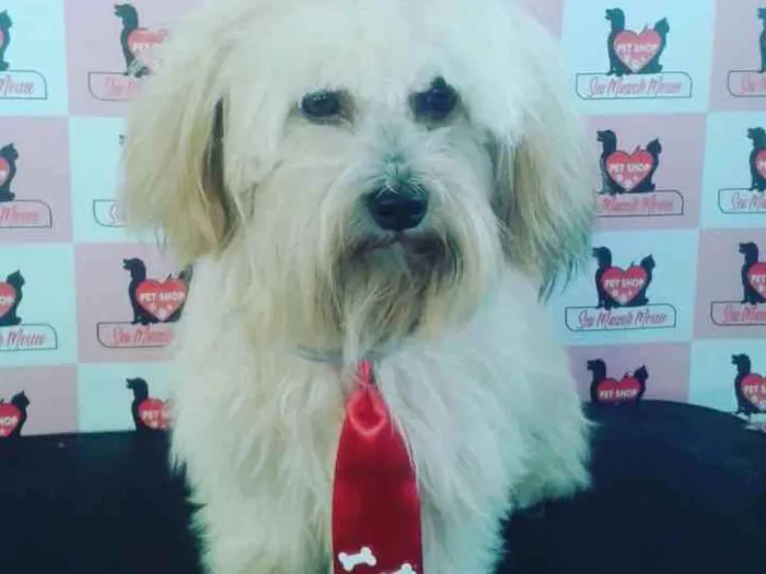 Cachorro raça Lhasa apso idade 2 anos nome Bisnaga