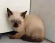 Gatinhos 