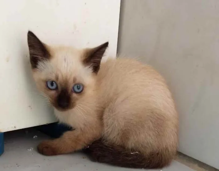 Gato raça Siamês  idade 2 a 6 meses nome Gatinhos 