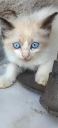 Gatinhos 