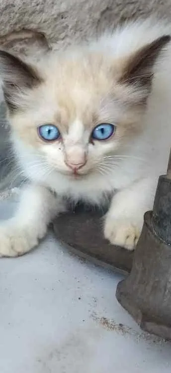 Gato raça Siamês  idade 2 a 6 meses nome Gatinhos 