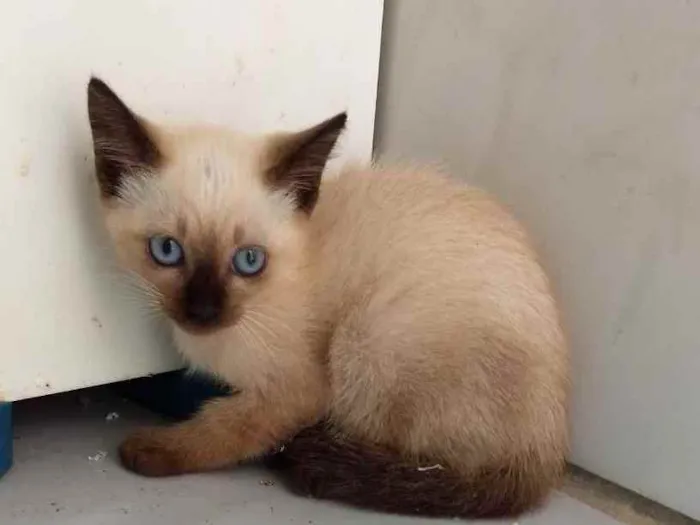 Gato raça Siamês  idade 2 a 6 meses nome Gatinhos 
