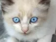 Gatinhos 