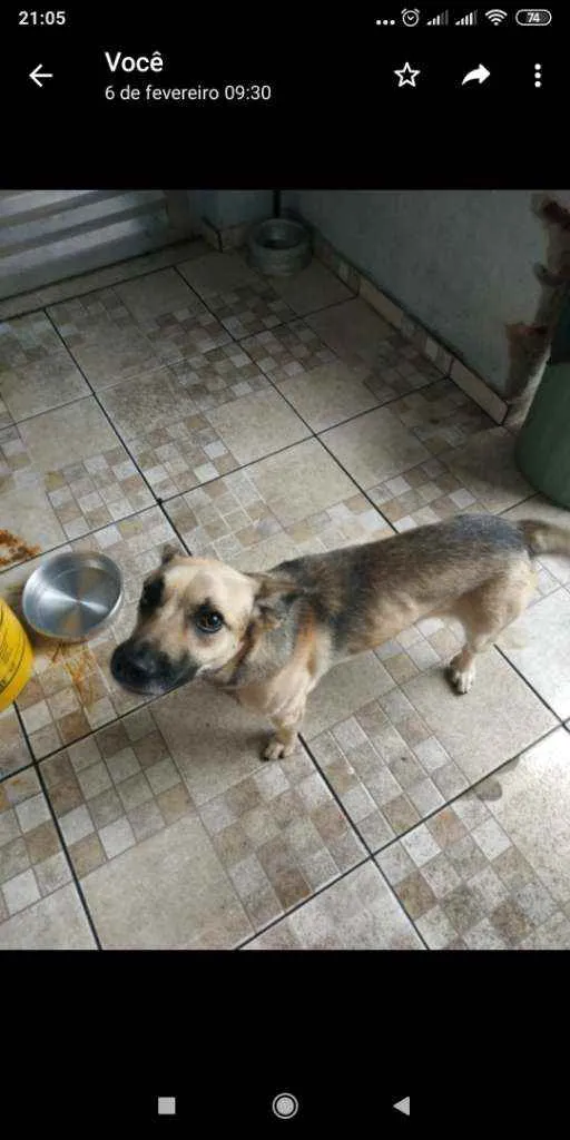 Cachorro ra a Vira-lata idade 2 anos nome Bethoveen