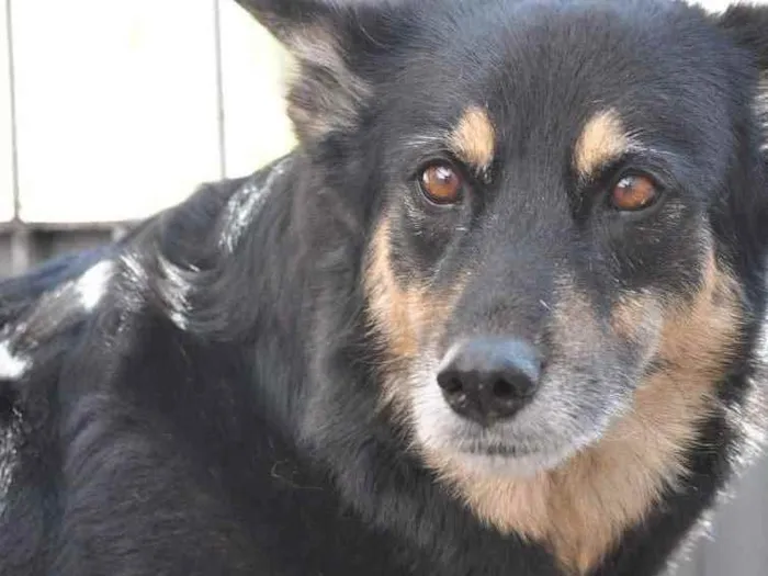 Cachorro ra a Pastor Alemão idade 6 ou mais anos nome Dhara