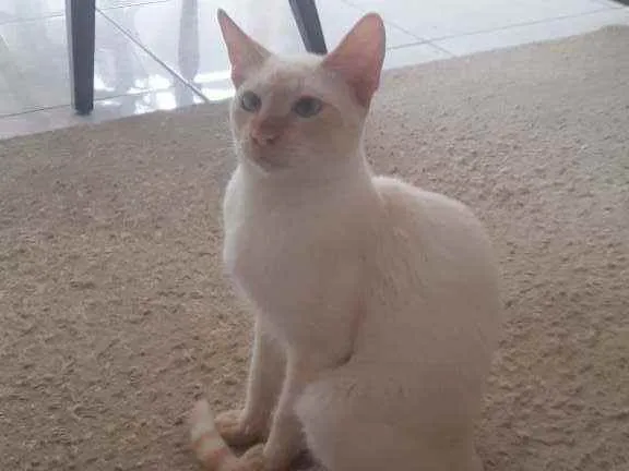Gato raça Srd idade 7 a 11 meses nome Pedrito