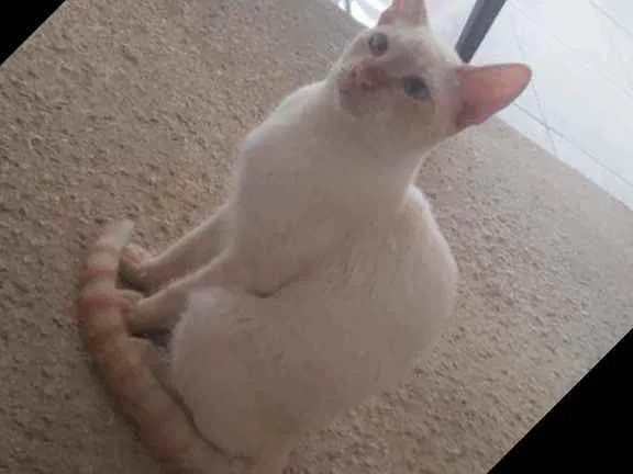 Gato raça Srd idade 7 a 11 meses nome Pedrito
