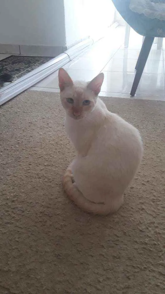 Gato raça Srd idade 7 a 11 meses nome Pedrito