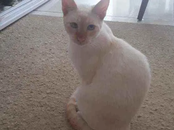 Gato raça Srd idade 7 a 11 meses nome Pedrito