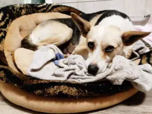 Cachorro raça SRD idade 4 anos nome Maria
