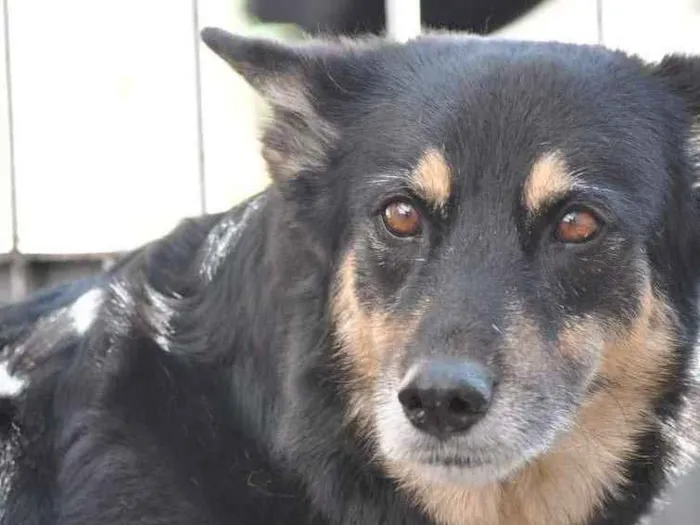 Cachorro ra a Pastor Alemão idade 6 ou mais anos nome Dhara