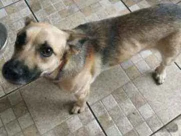 Cachorro ra a Vira-lata idade 2 anos nome Bethoveen