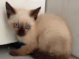 Gatinhos 