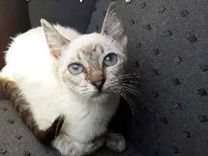 Gato raça Siamês  idade 2 a 6 meses nome Nina