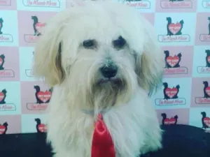 Cachorro raça Lhasa apso idade 2 anos nome Bisnaga